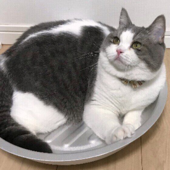 スコティッシュフォールドのめめちゃん