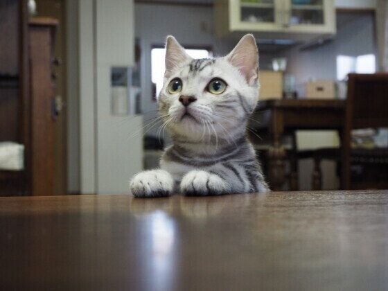 おやつを待つスコティッシュフォールドのあおさ