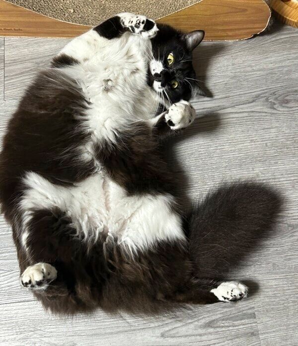 へそ天で大胆に寝転がる墨くん