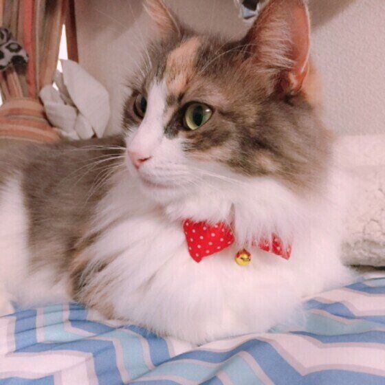 ノルウェージアンフォレストキャットのラヴィちゃん