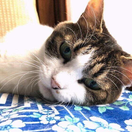 MIXキジトラのラブリーちゃん