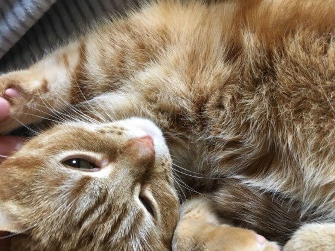 猫が飼い主さんの足の間で寝る心理 信頼されている寝方も解説 ねこのきもちweb Magazine