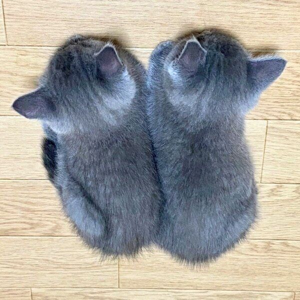 寄り添って寝ていたカイくんとグリくん