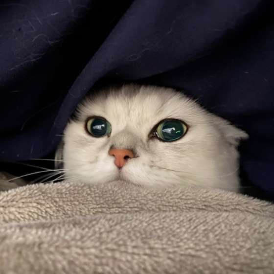 布団に入るペルシャ