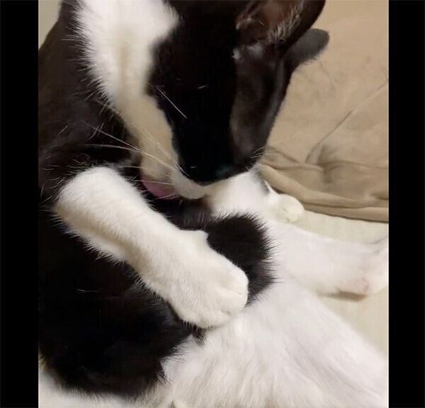 しっぽを掴むめいさん