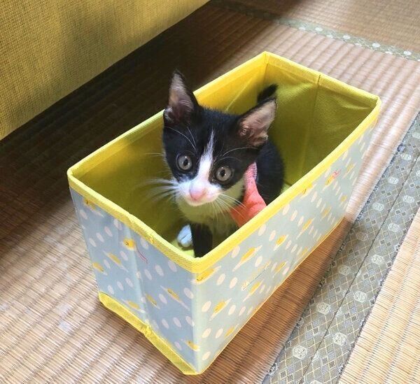 箱の中に入るラッキーくん