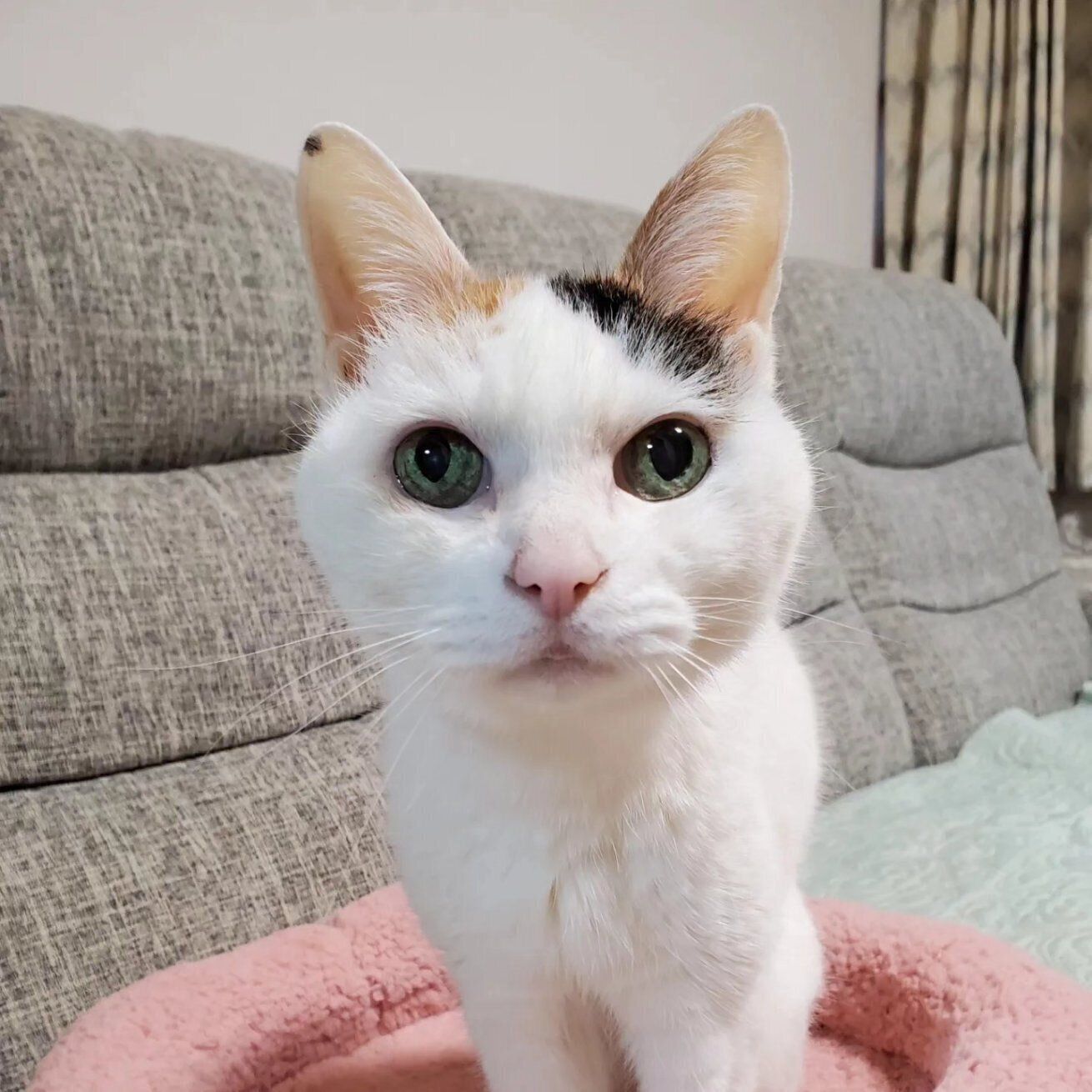 見つめるミミちゃん