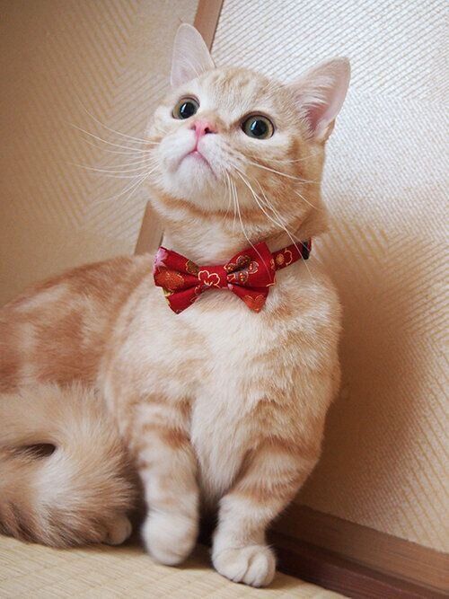洋猫＋和風の絶妙なコラボ【連載】マンチカンのぷーちゃん vol
