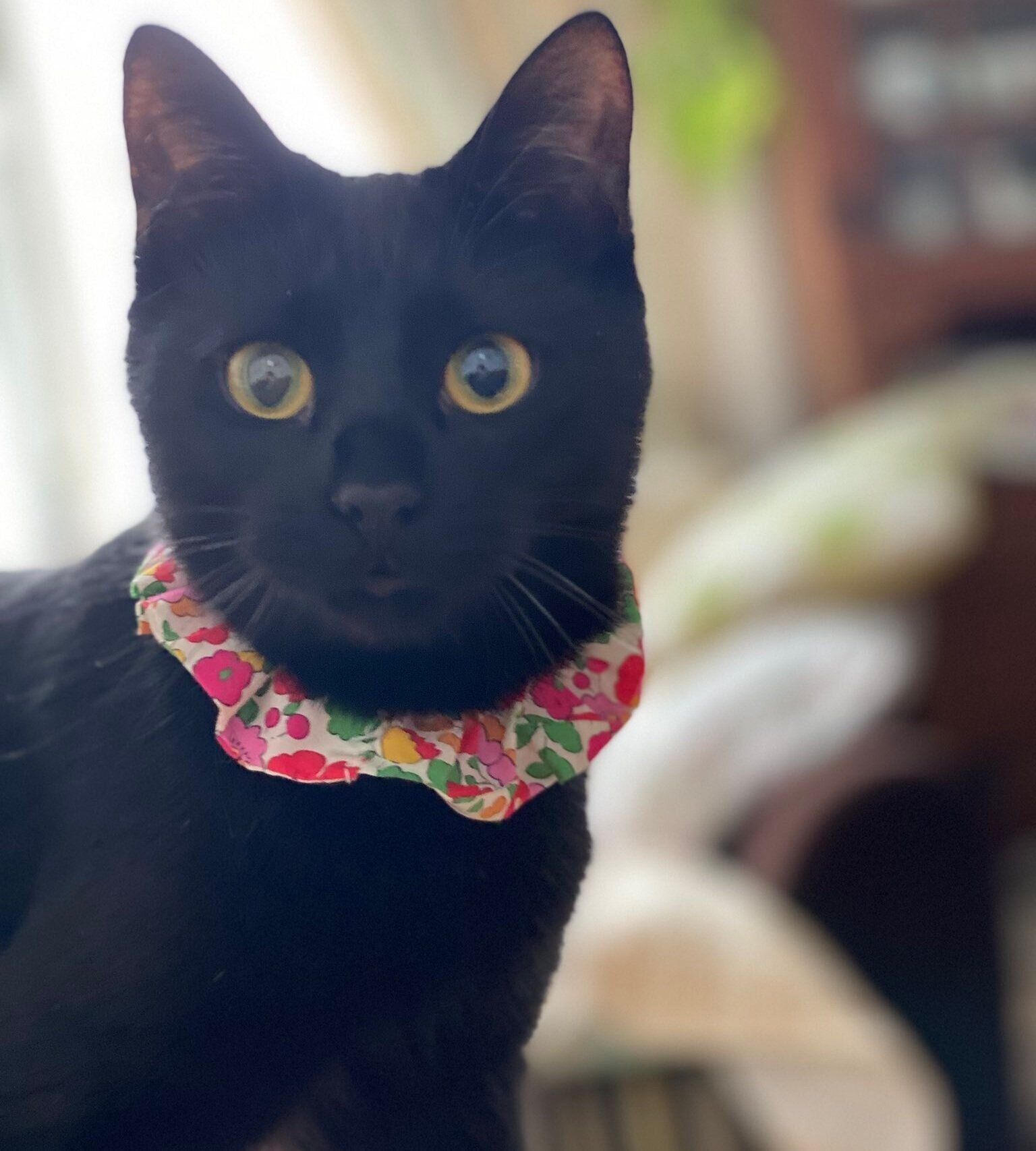 お迎えした当時のヴィヴィちゃん　あどけない子猫だった