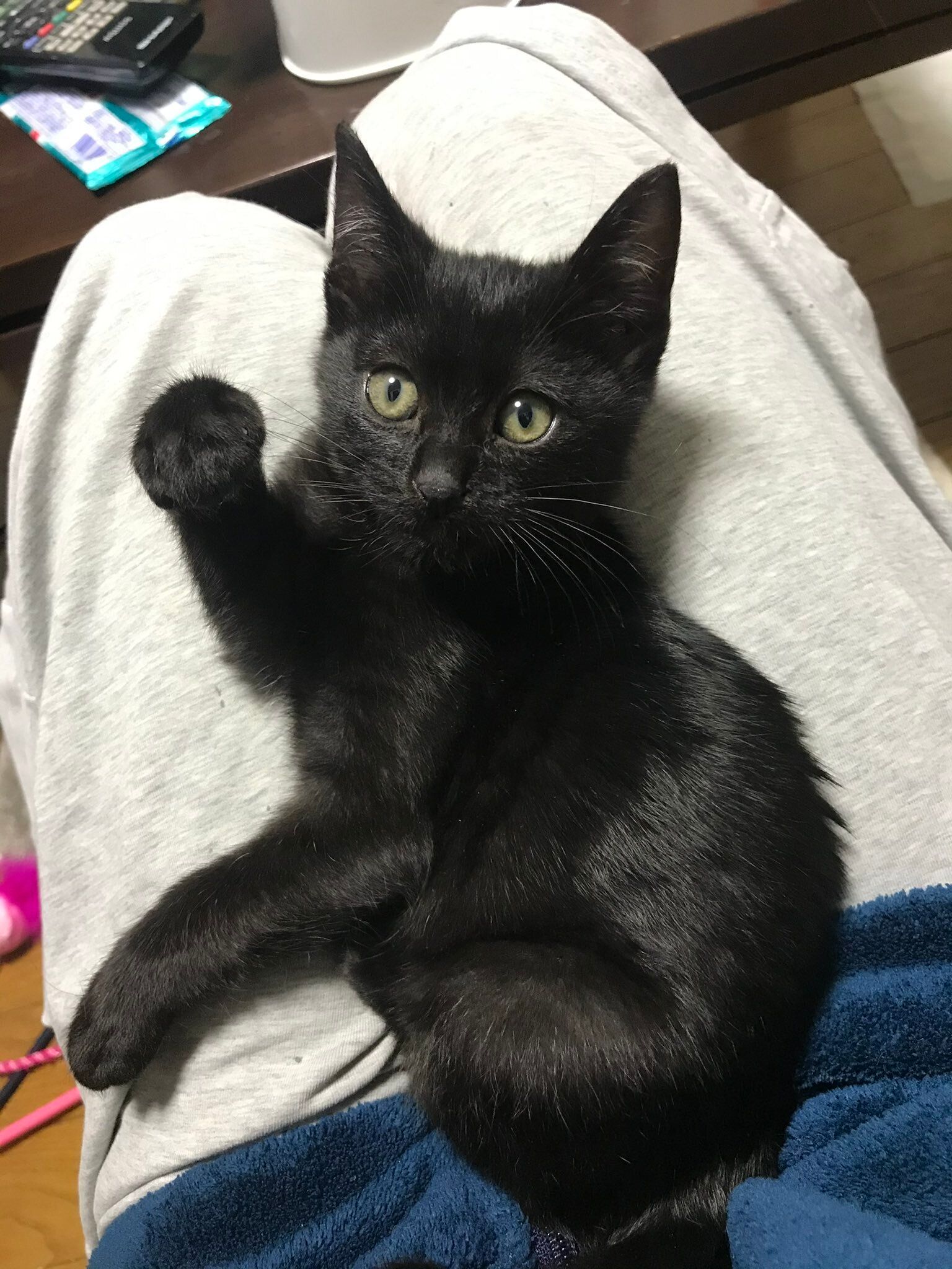「招き猫ポーズ」をする子猫