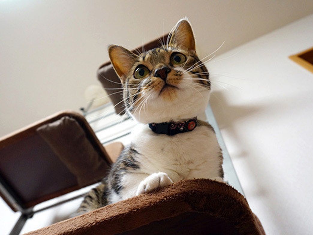 うに もも てんの好きな音 嫌いな音 本日もねこ晴れなりvol 41 ねこのきもちweb Magazine うに もも てんの好きな音 嫌いな音 本日もねこ晴れなりvol 41 ねこのきもちweb Magazine