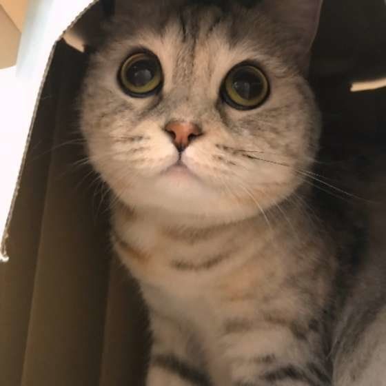 目がまん丸のスコティッシュフォールド