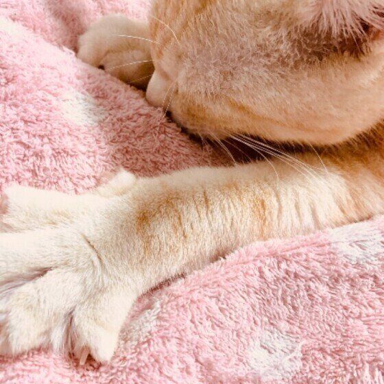 ふみふみする猫