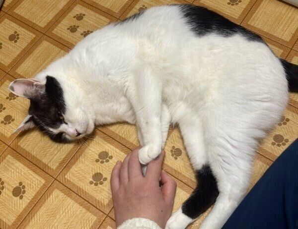 飼い主さんに甘えるむすびくん