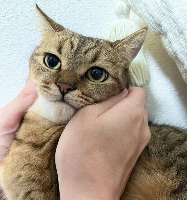 顔をムニムニされて虚無になるみにらくん