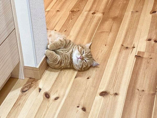 寝転がるぷてぃこちゃん