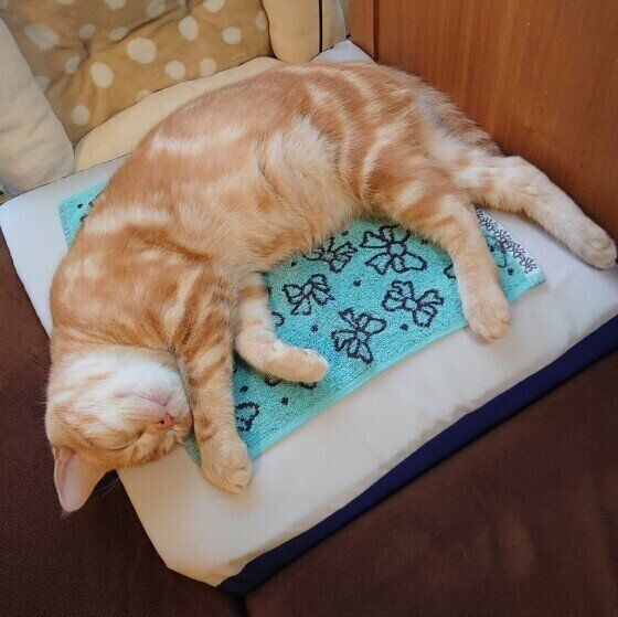 アメリカンショートヘアの夾ちゃん