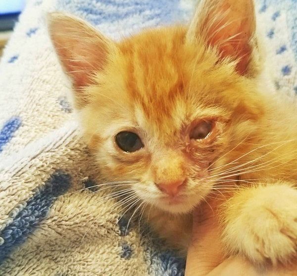 元保護猫・みちるちゃん