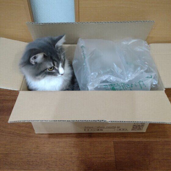 サイベリアンのかぐらちゃん