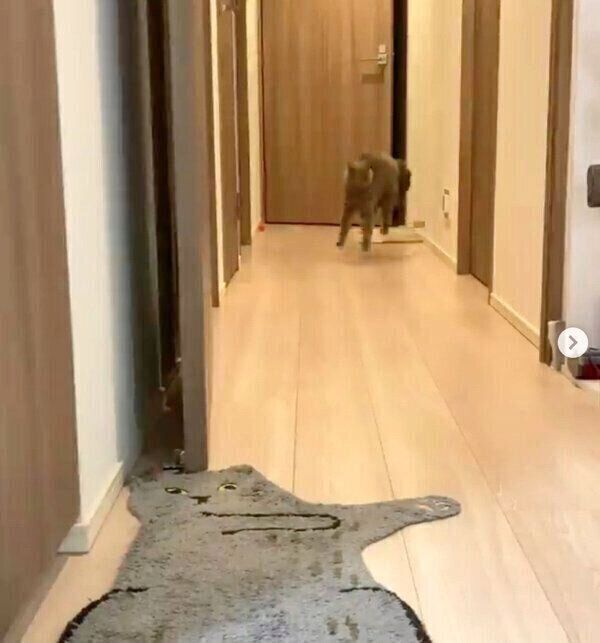 独特のステップを見せるトロくん