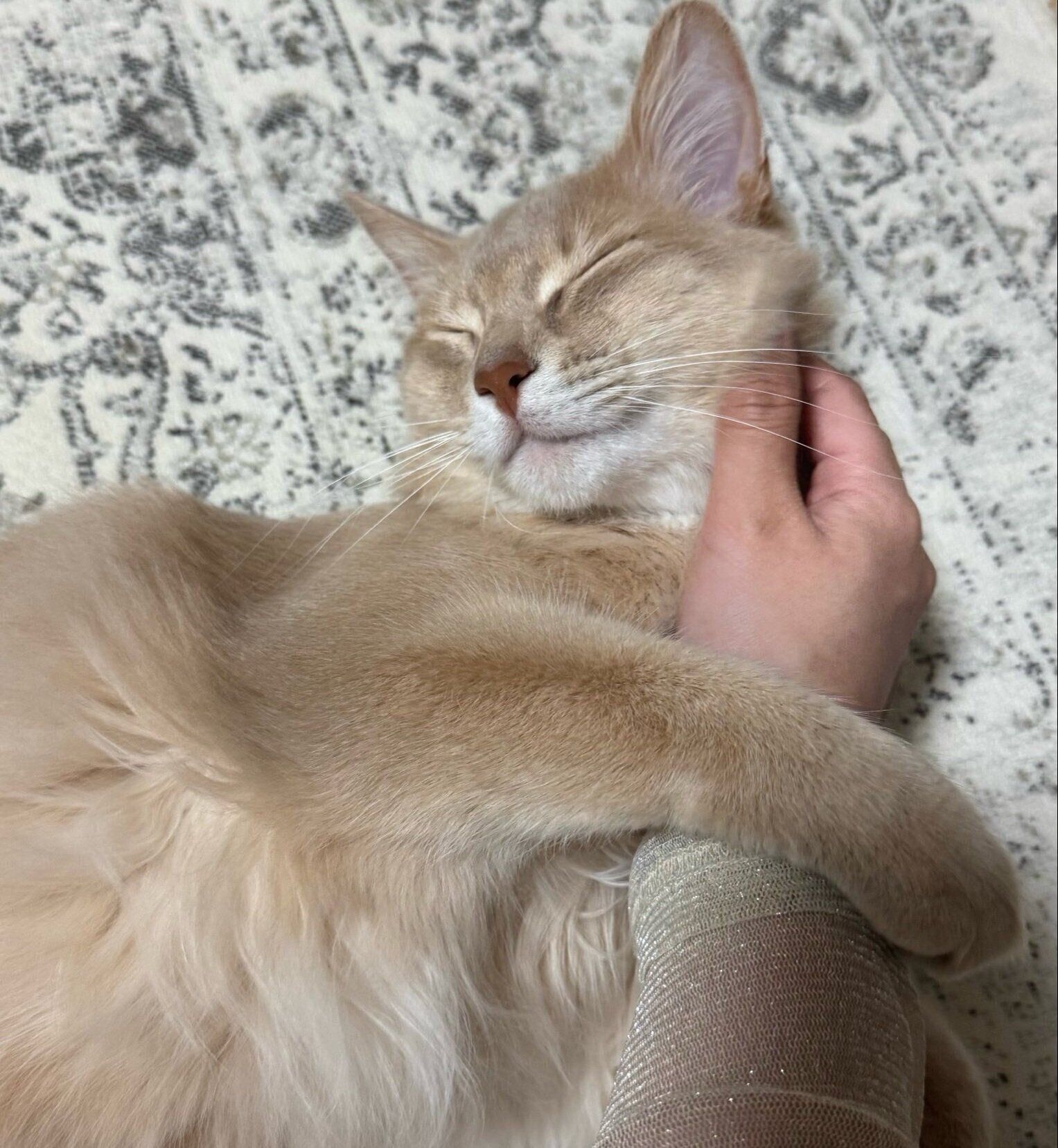 別の日の投稿　飼い主さんに甘えるテトくん