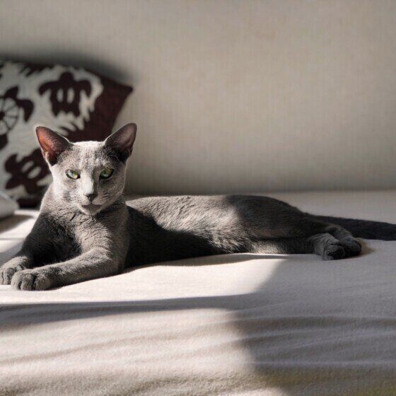 ベッドの上のロシアンブルー