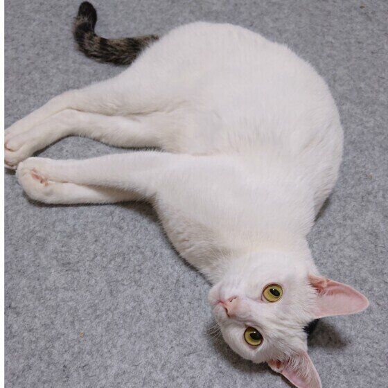 床でこてんと倒れるゆきみくん