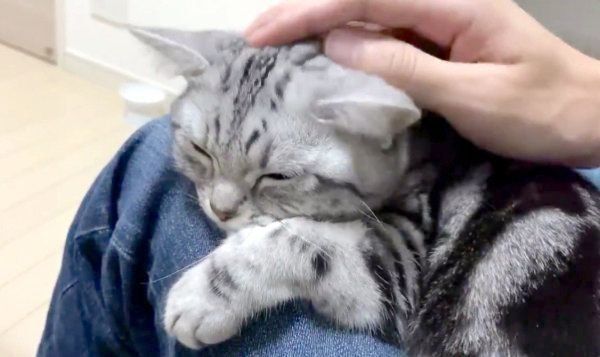飼い主さんに甘えるアビーちゃん