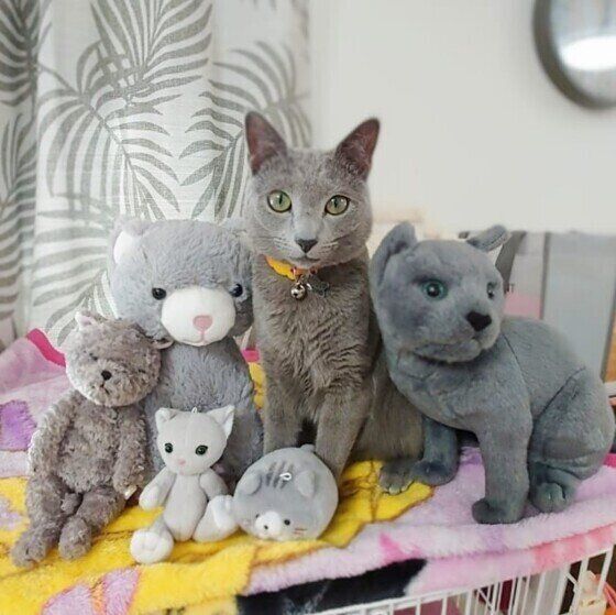 ロシアンブルーとシャルトリューを見分けるための2つのポイント｜ね