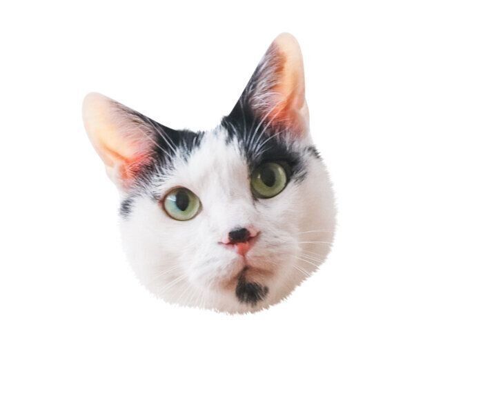 オス猫のヤマトくん