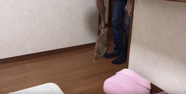 なでてもらう猫