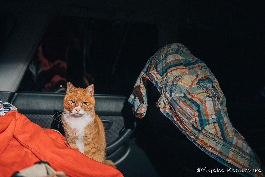 上村さんの車の中にいる「マメ」