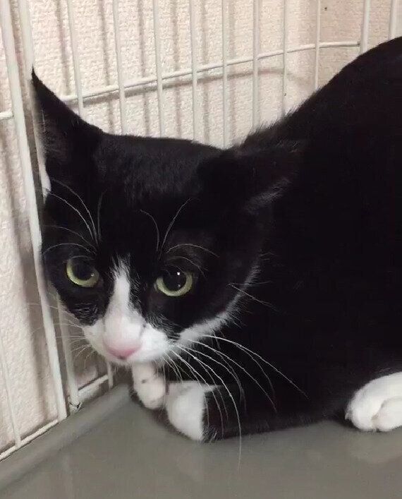 お迎えしたお当時の梅ちゃん