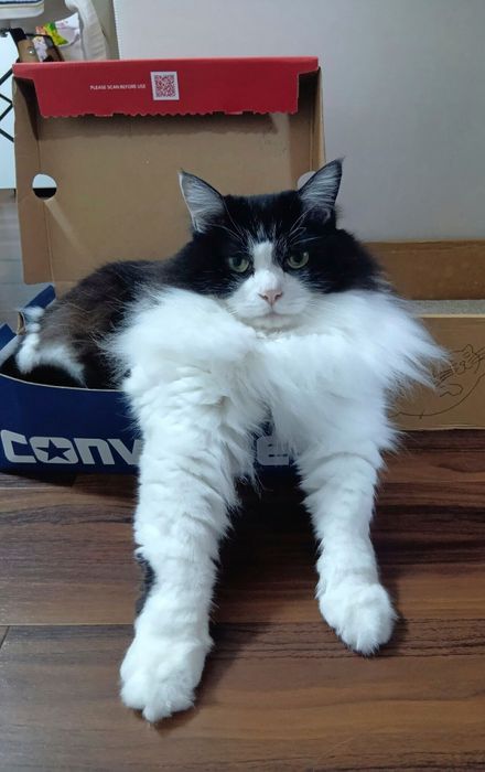 子猫のときから箱に入るのが大好きなのだとか