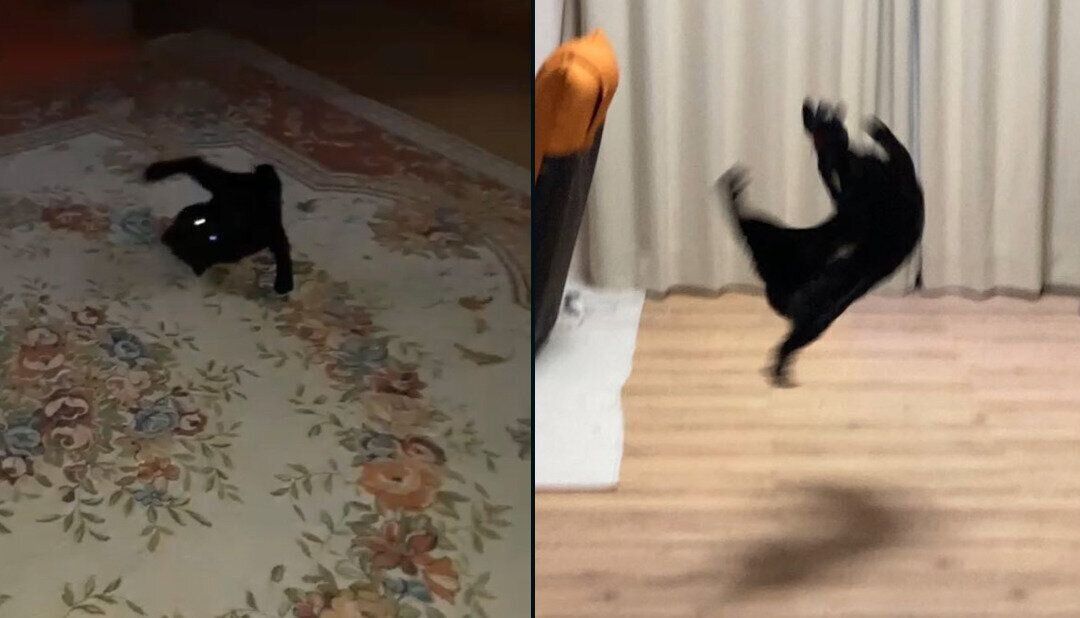 遊び方が変わらないあさりちゃん