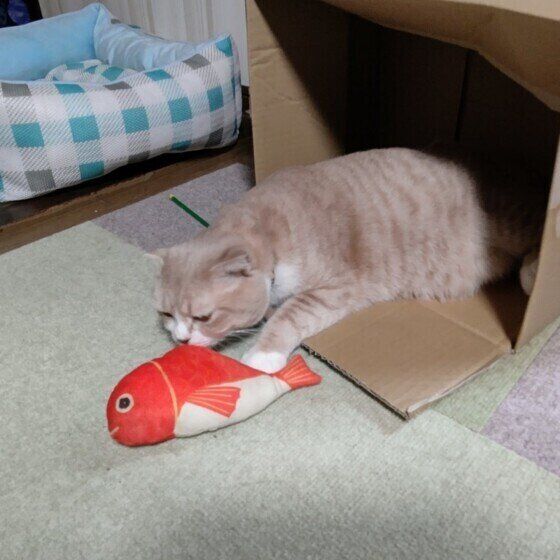 おもちゃにクンクンするミーくん（スコティッシュフォールド）