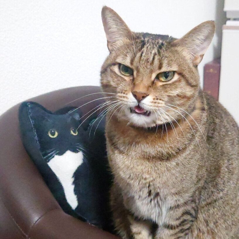 見つめるもなちゃん