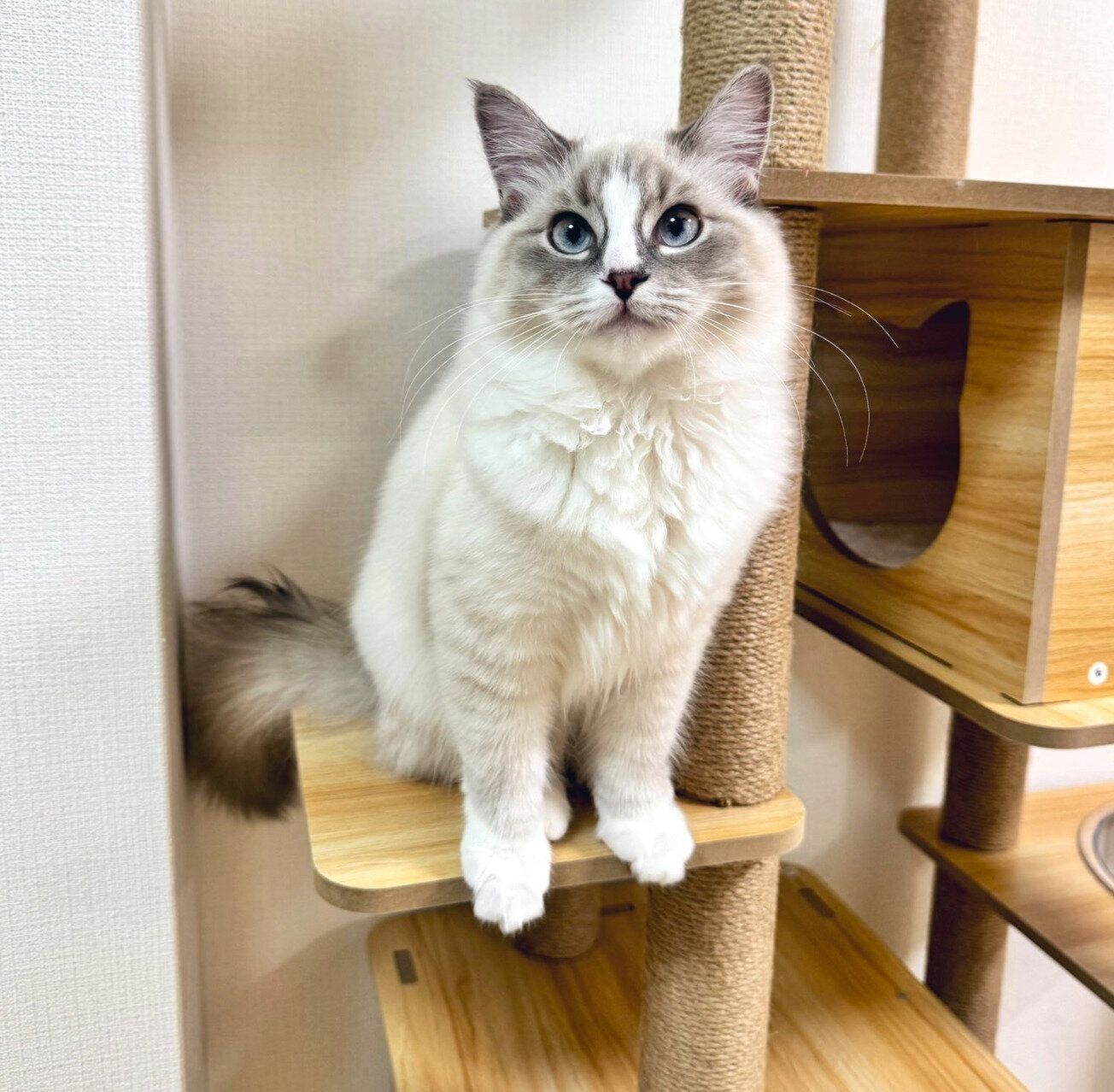 見つめるピノちゃん