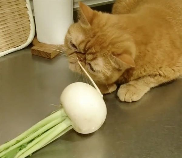 カブを見るエキゾチックショートヘア