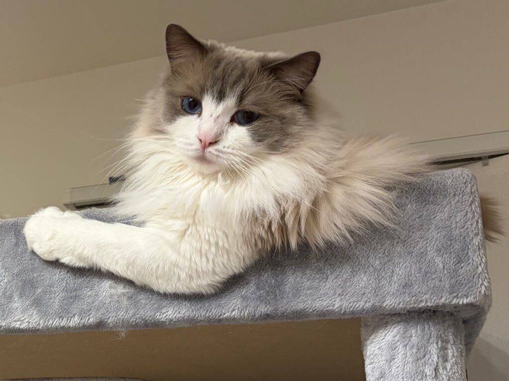 飼い主を見るラグドール