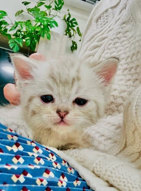 初めて会ったときの猫