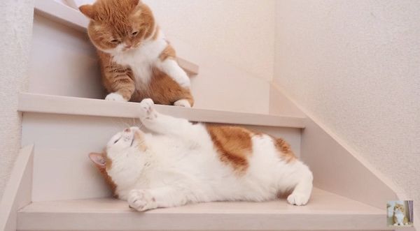 おやつが欲しい猫