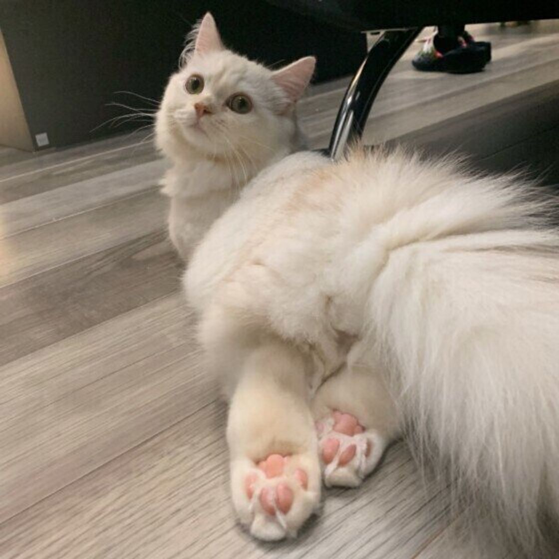 猫が肉球をずっと舐めてる 考えられる原因とは 獣医師が解説 ねこのきもちweb Magazine 猫が肉球をずっと舐めてる 考えられる原因とは 獣医師が解説 ねこのきもちweb Magazine