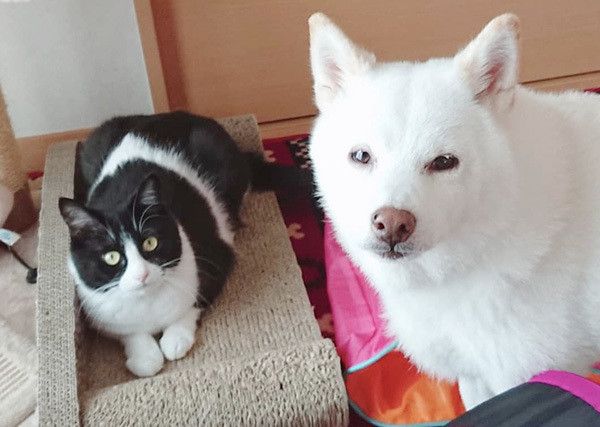 柴犬と猫