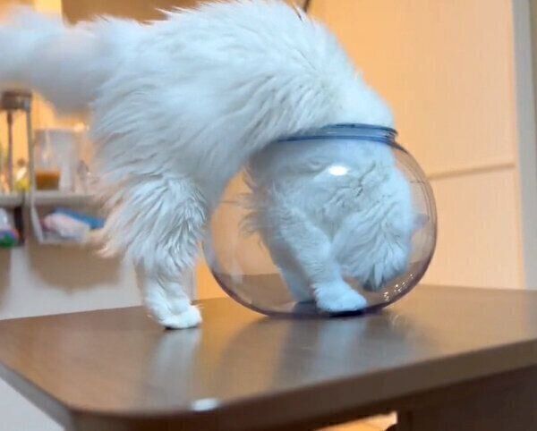 金魚鉢に入る雪之丞ちゃん