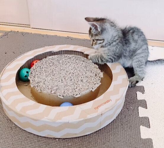 ひとり遊びをするあんずちゃん