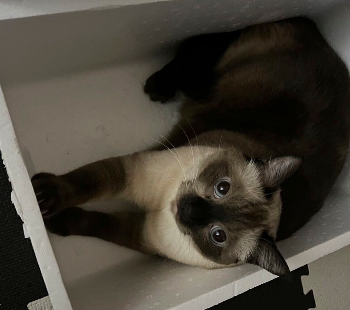 成長したこじろーくん