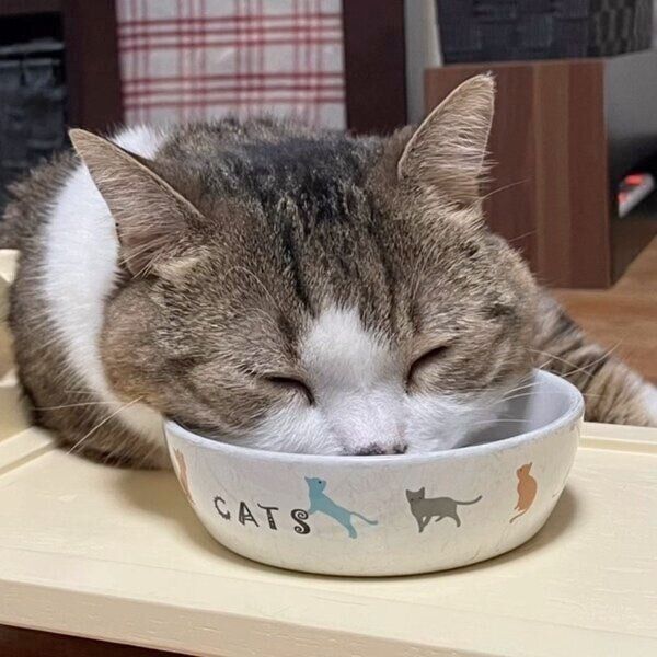 ボウルに顔を埋めるてんくん