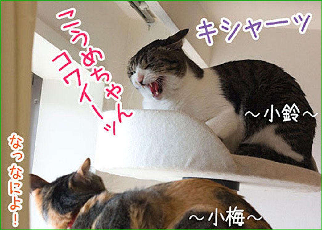 第2回 雷蔵は末っ子 小鈴にタジタジ 雷蔵の今日もやられちゃいました ねこのきもちweb Magazine 第2回 雷蔵は末っ子 小鈴にタジタジ 雷蔵の今日もやられちゃいました ねこのきもちweb Magazine
