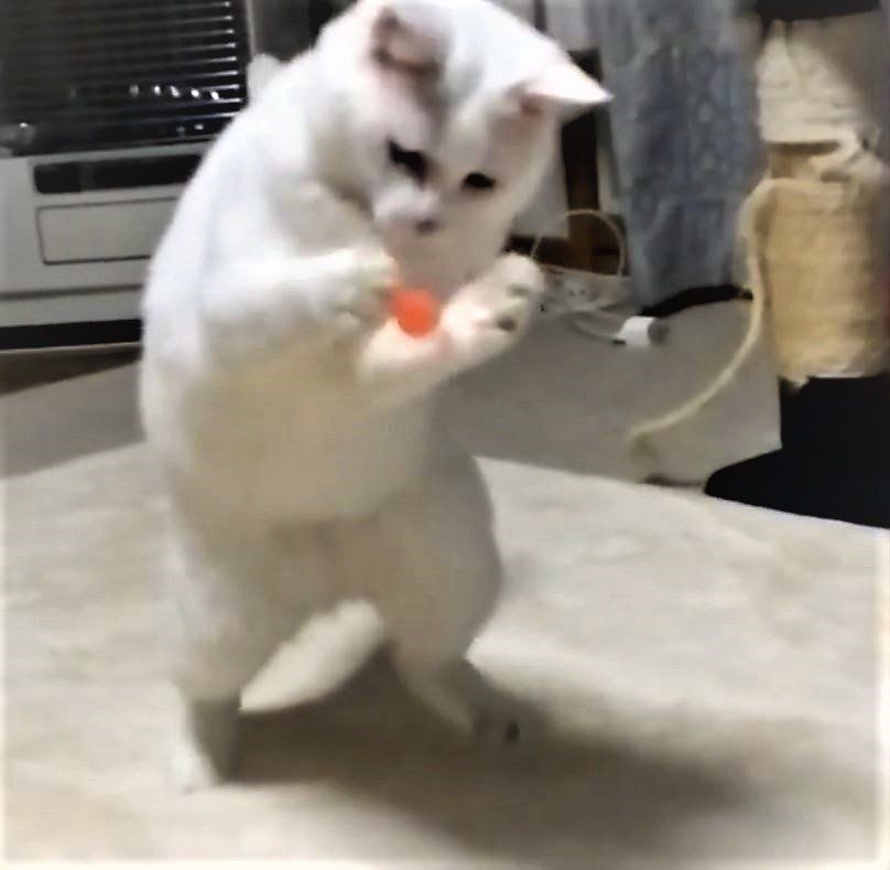 白猫とボール